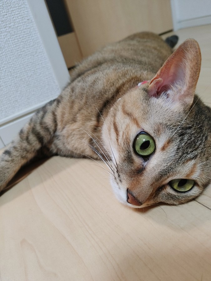 今夜🌃のルルしゃん🐱