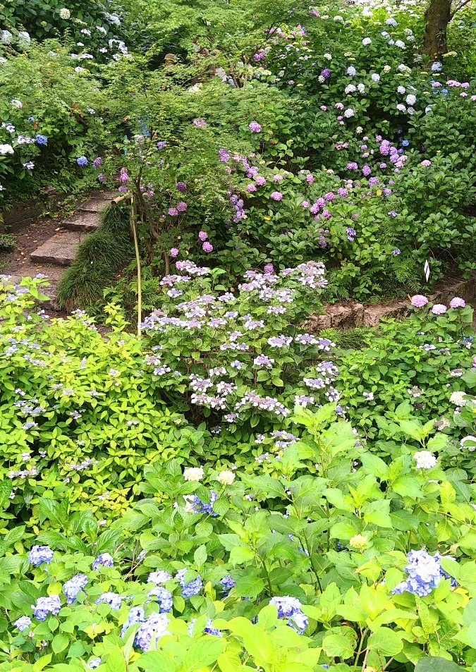 矢田寺の紫陽花