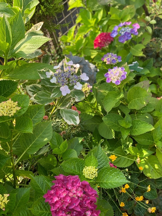 庭の紫陽花さん達