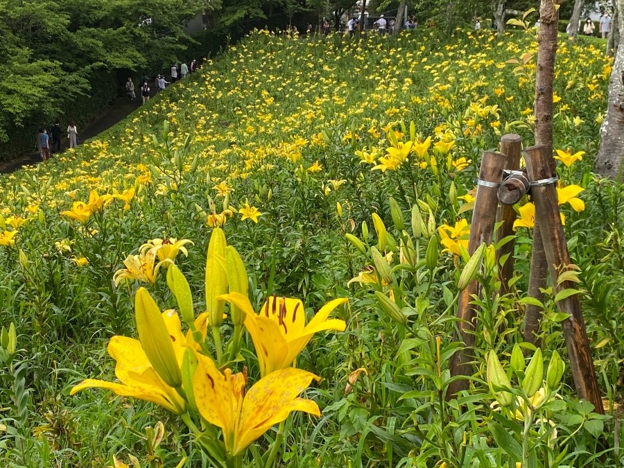 一面百合畑