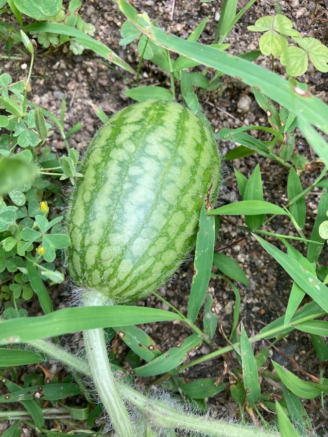 小さい🍉