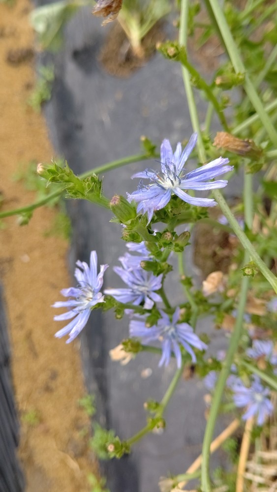 チコリの花♪