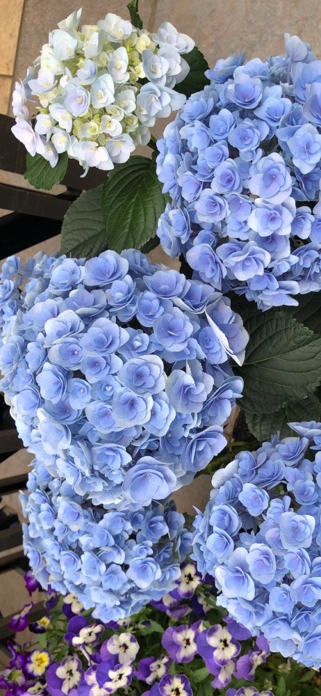 紫陽花