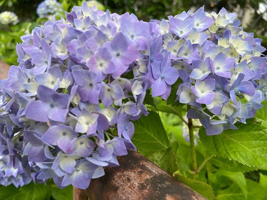 6月の花🌸