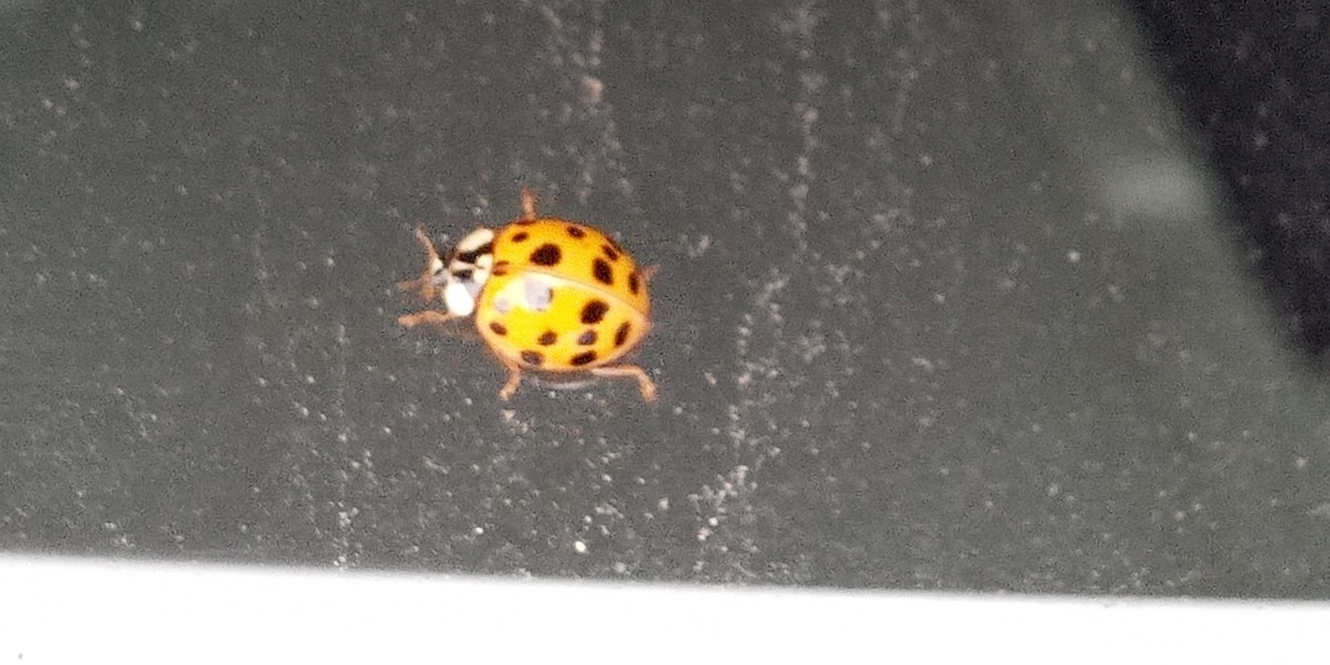 お買い物に同伴者🐞