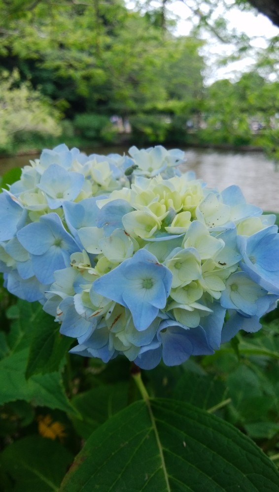 季節のお花です！