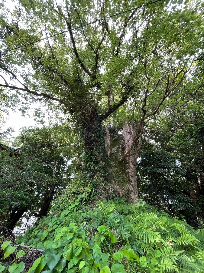 八幡さまの御神木