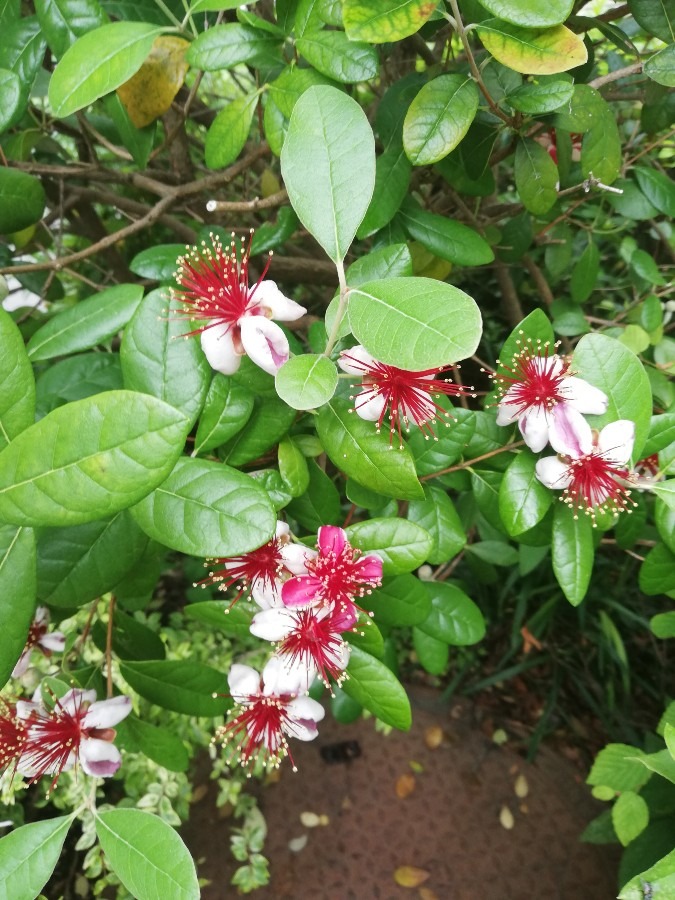 🌺花🌷好き🌺