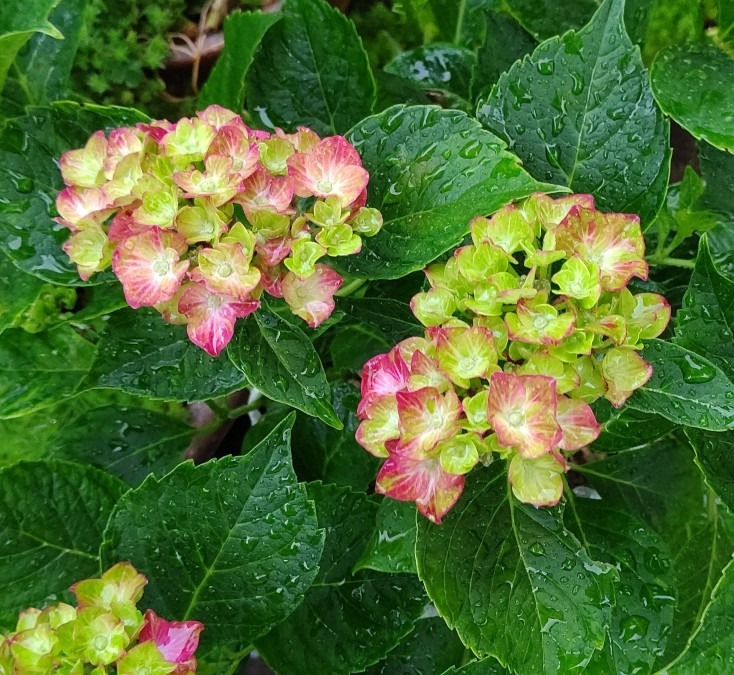 雨の紫陽花♪