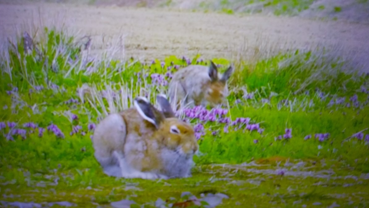 ２匹のウサギちゃん！