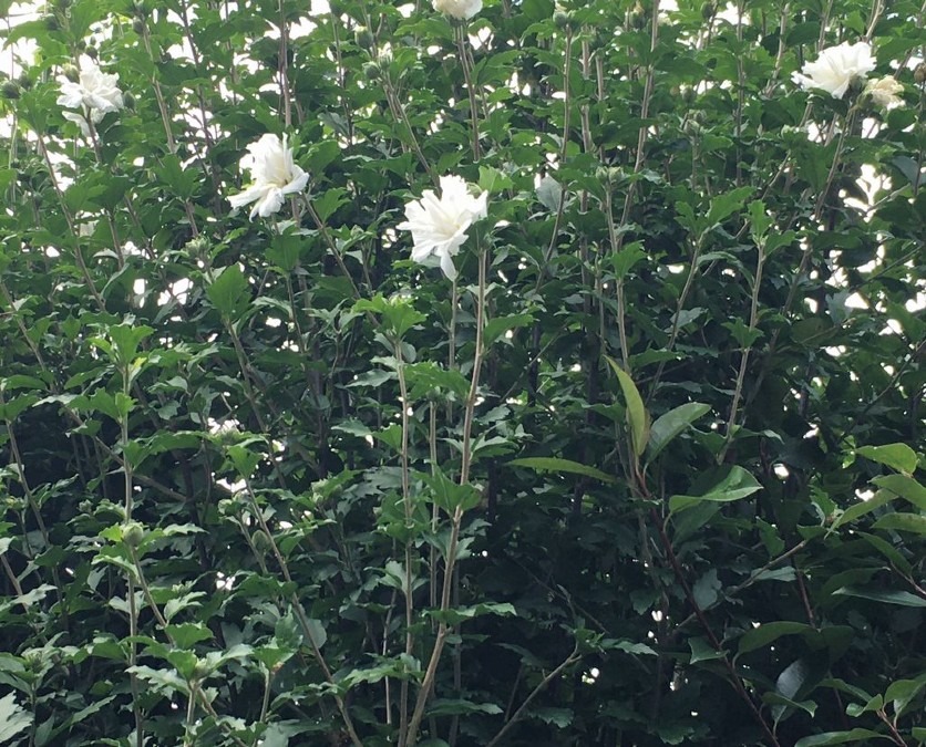 むくげ（木槿）の花・白が咲いてます。紫色も咲いている。梅雨明け。熱中症対策は、ノーマスク。