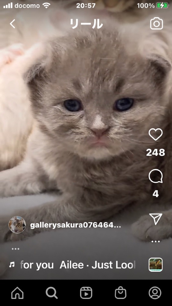 知人の子猫ちゃん　2