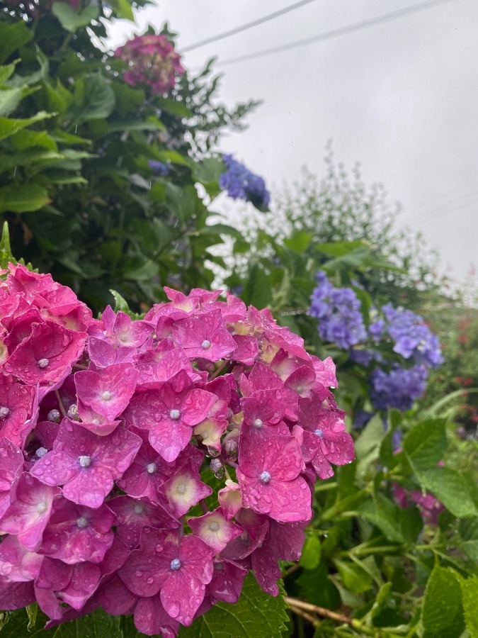 6月6日　今日は雨