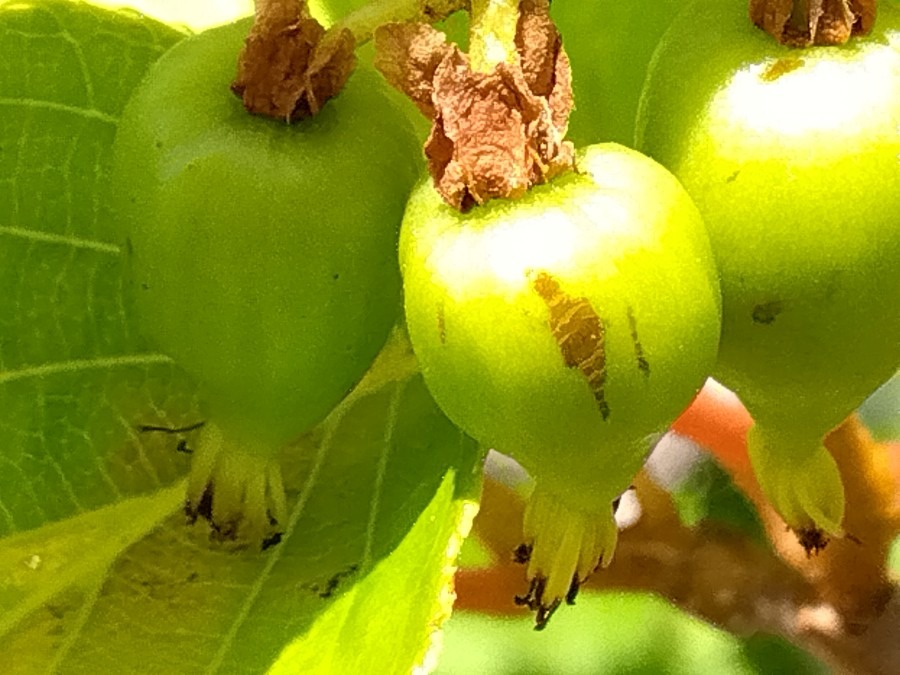 マタタビの実がなった💚