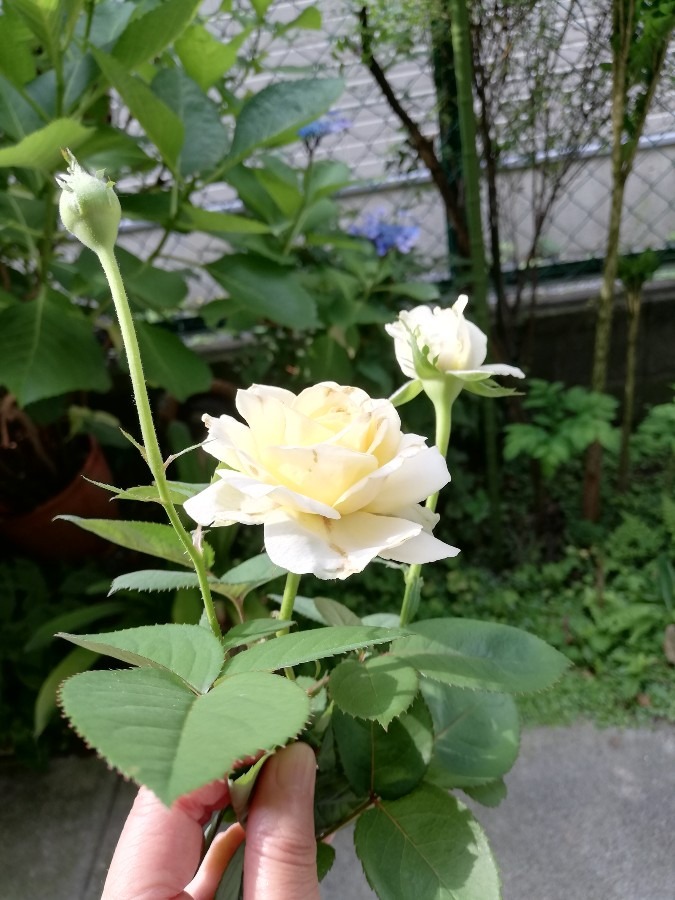 お家へ入ろう！薔薇