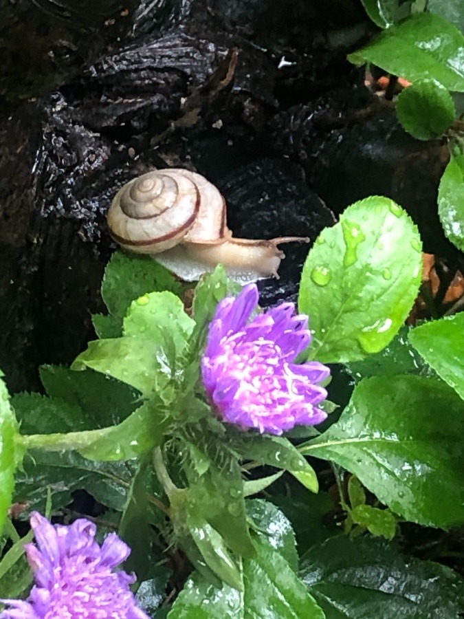 🐌かたつむりって