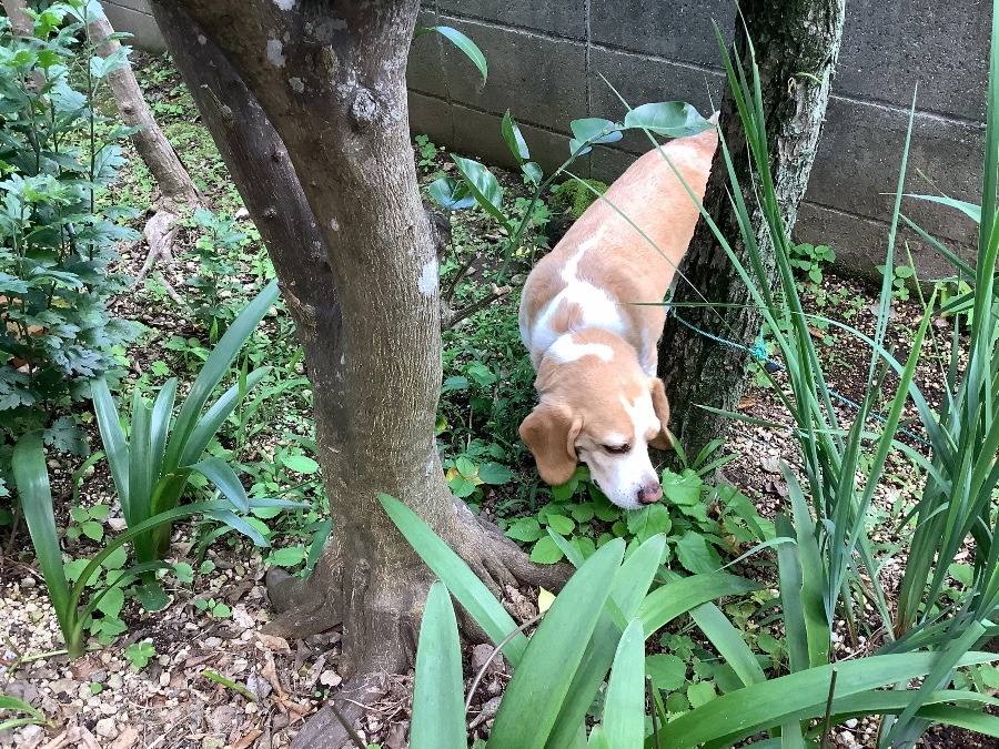 実家の犬