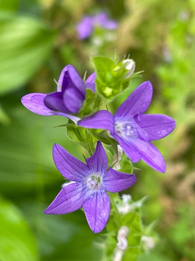 草花でも…