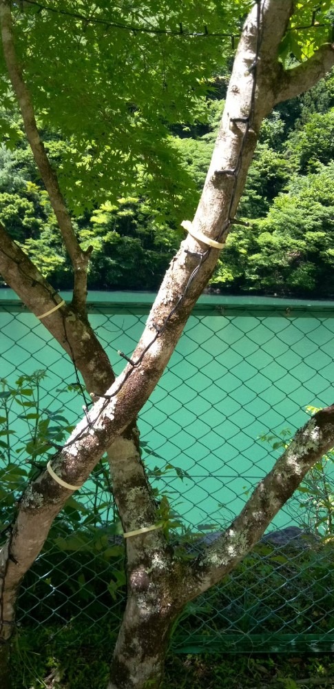 いちしろダム湖　夜はライトアップ