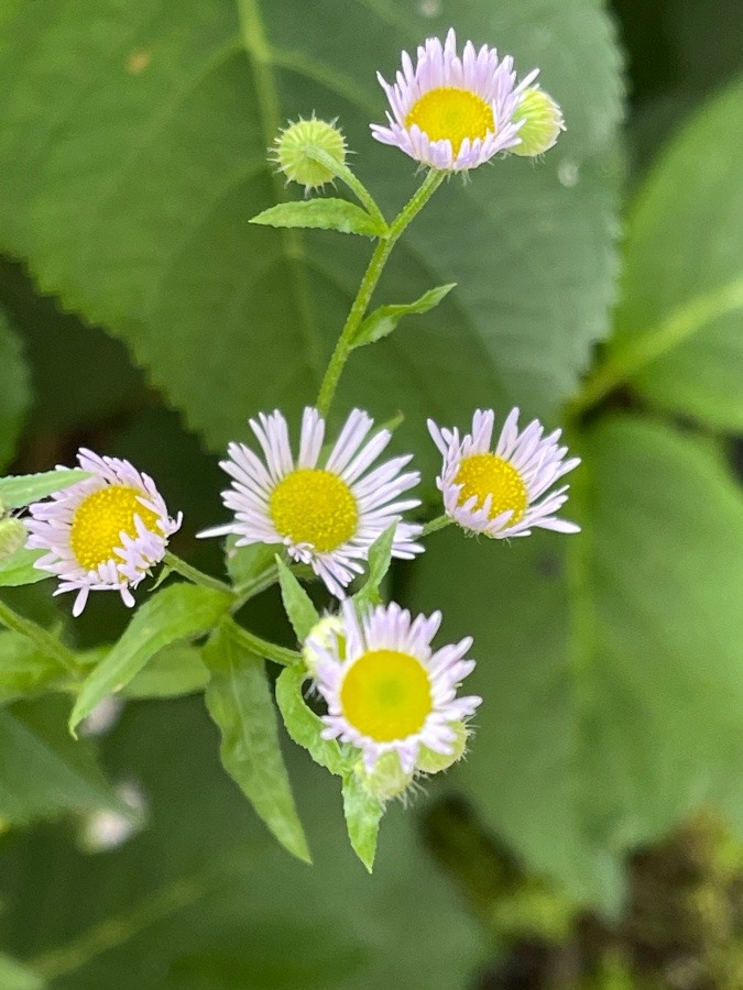 花倶楽部