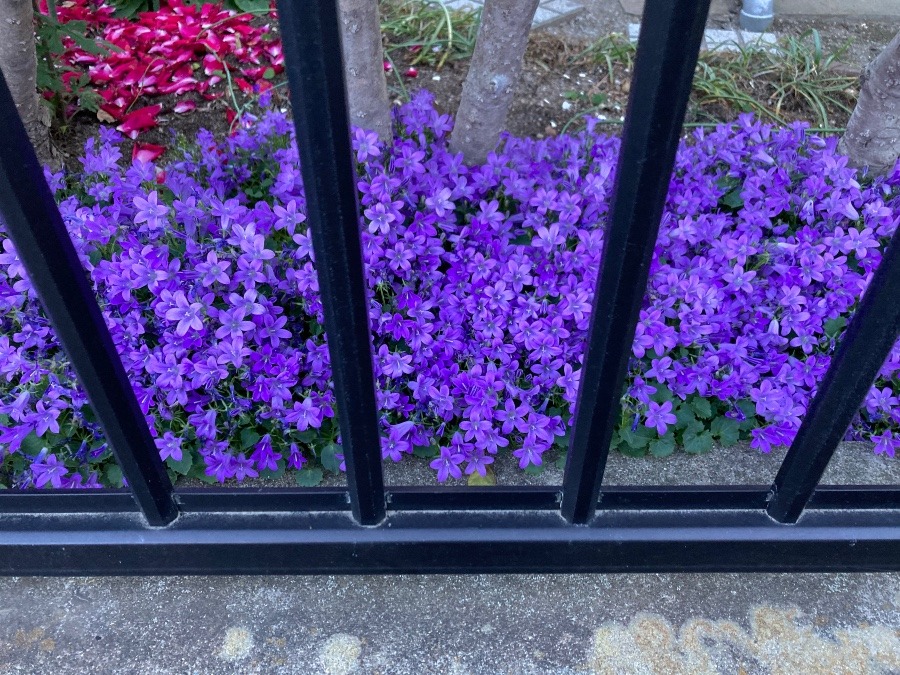 娘が大好きな紫色の花