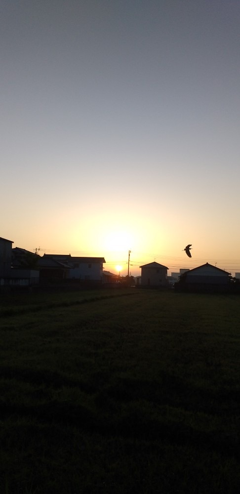 朝日と鳥