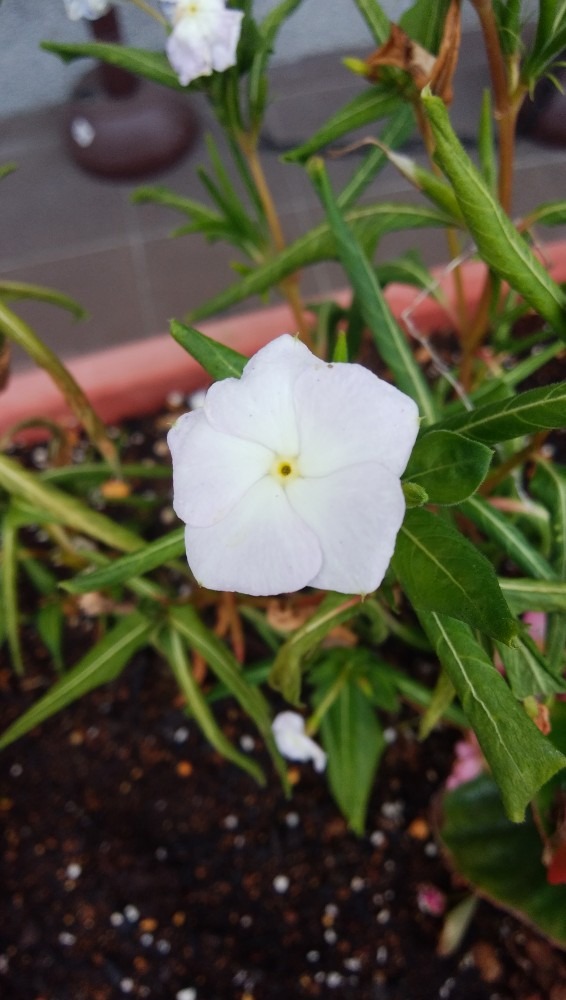 道の駅のお花です！