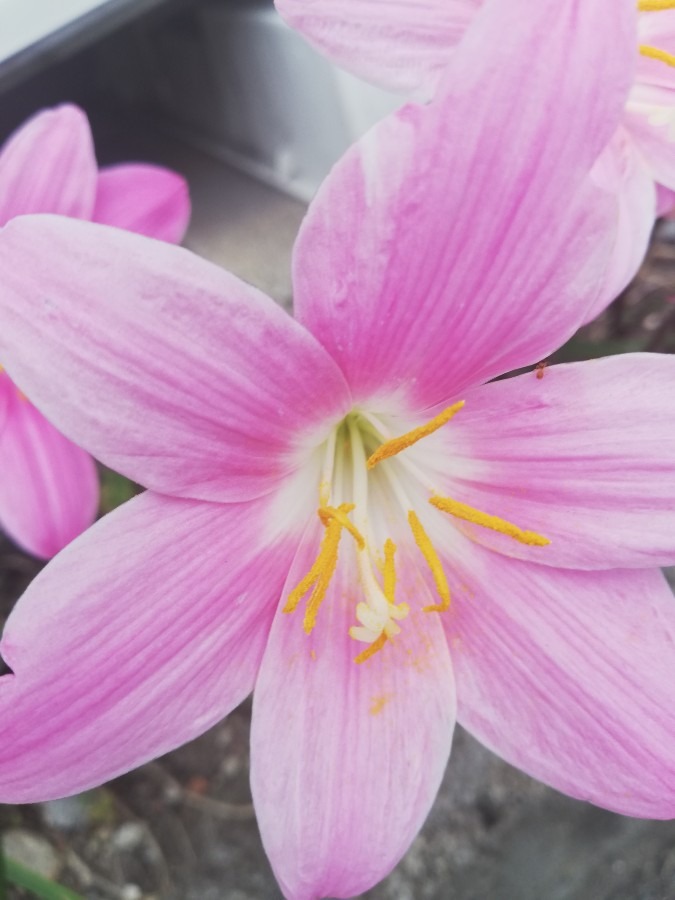 ✿きれいな花🌷