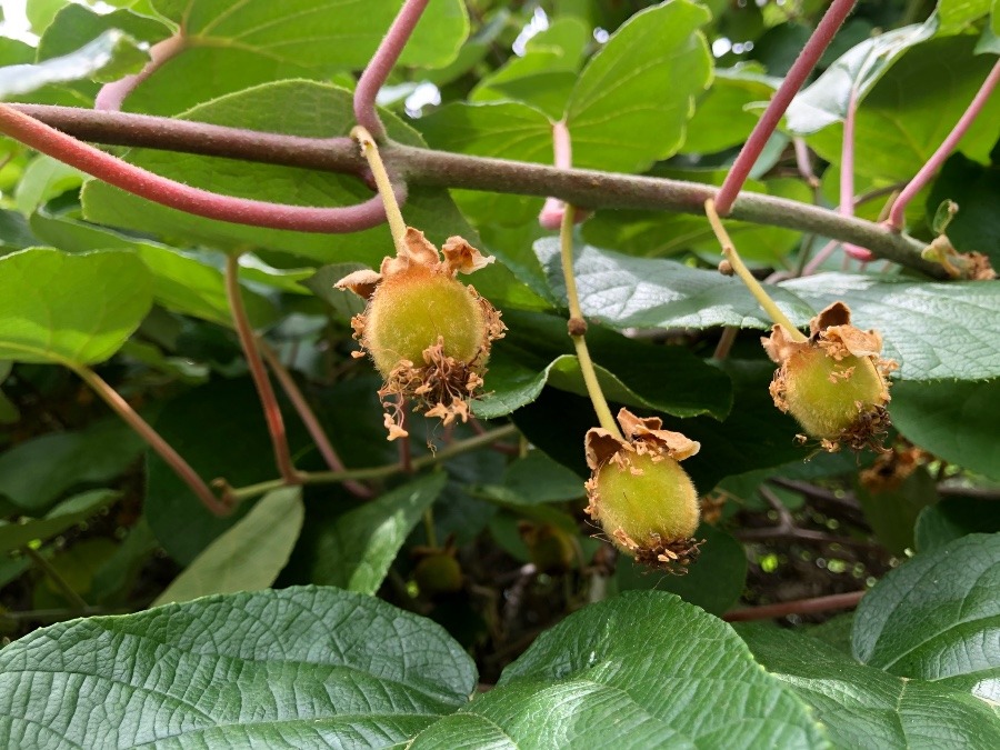 キウイ🥝の赤ちゃん