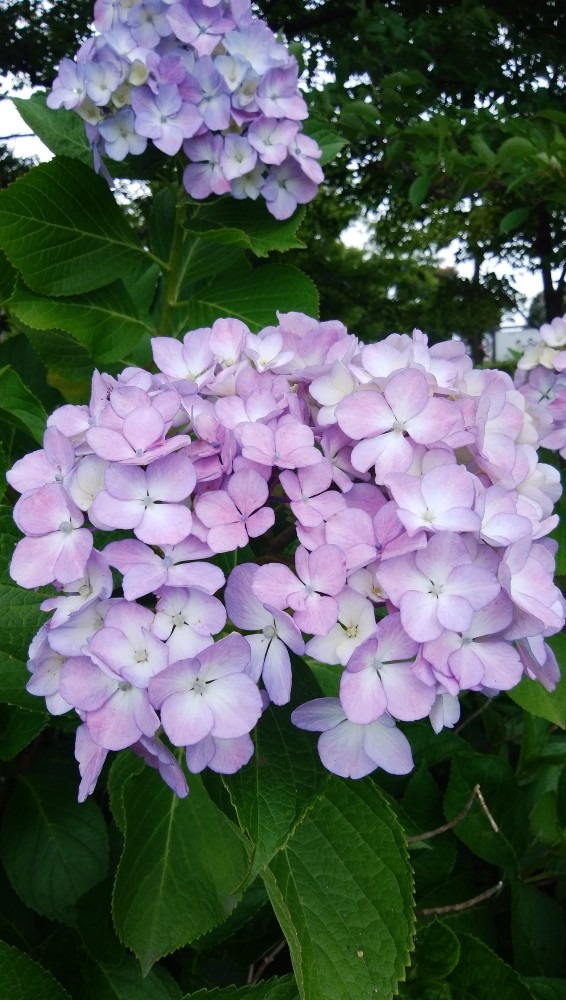 アジサイのお花です！