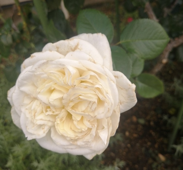 今日の花一輪－白い薔薇