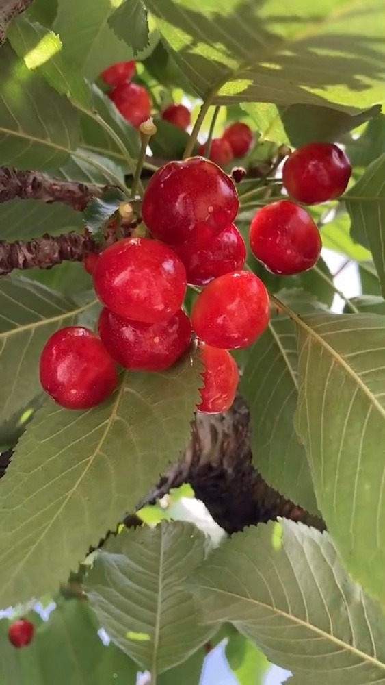 🍒甘い宝石、美味しい〜🍒