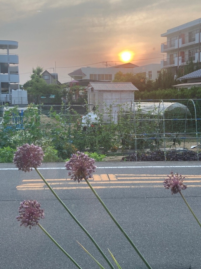 夕日に照らされて