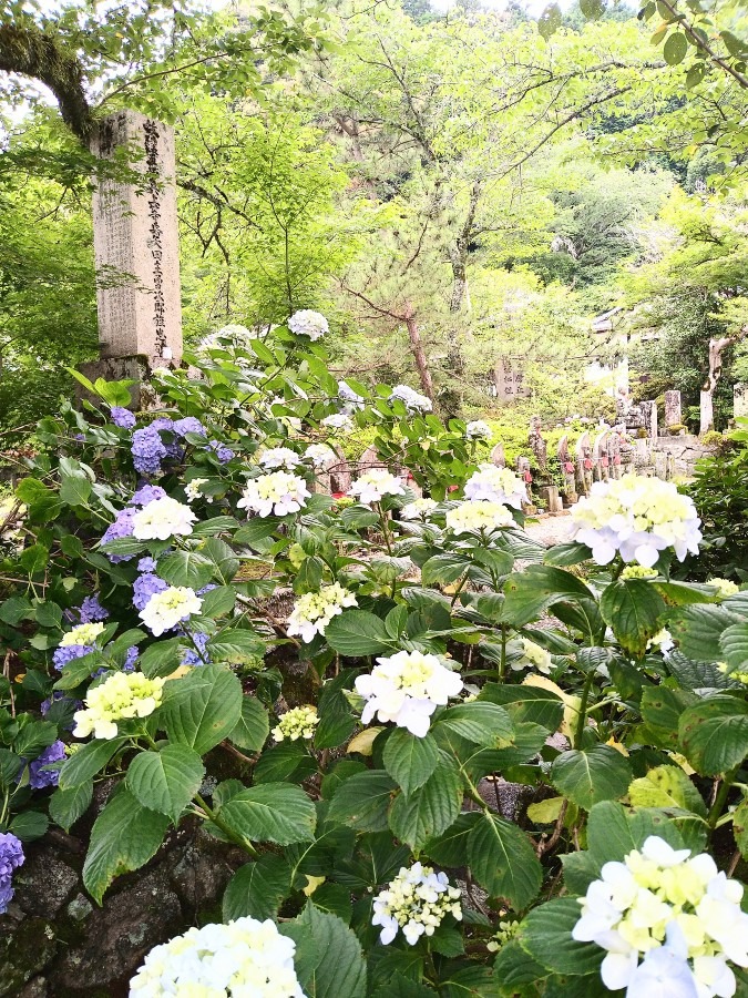矢田寺の紫陽花