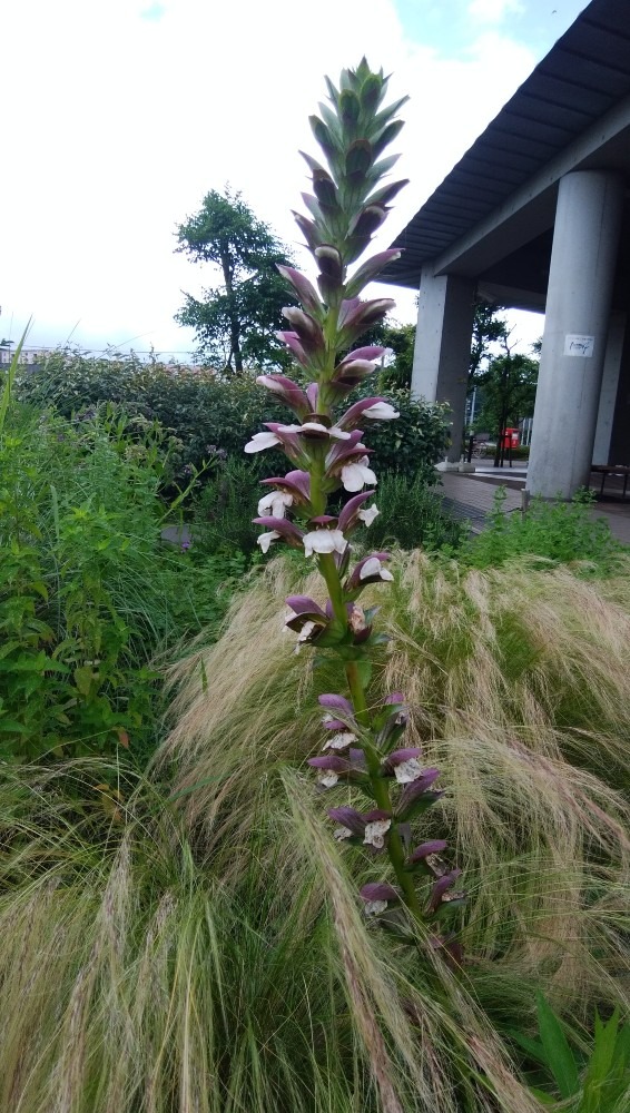 たくましい！お花です！