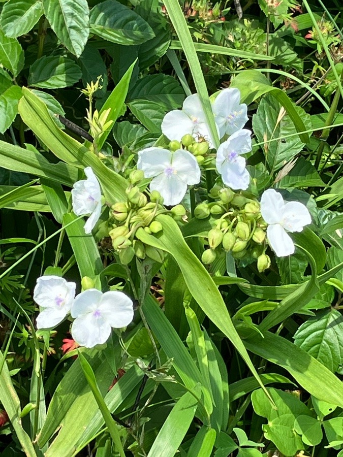 露草⁉️