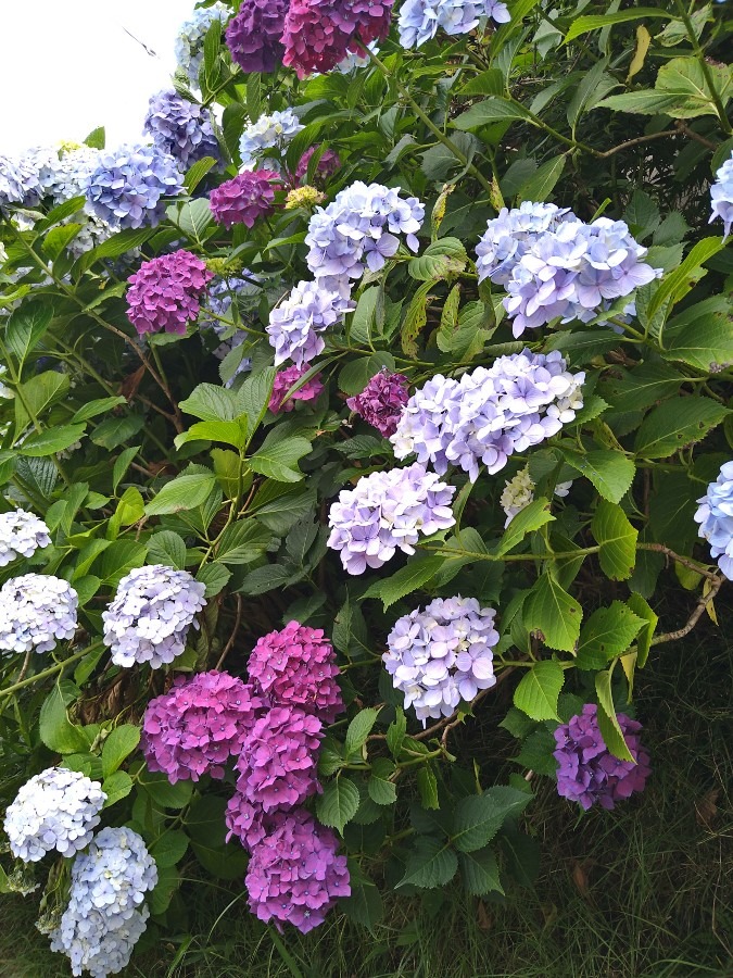 矢田寺の紫陽花