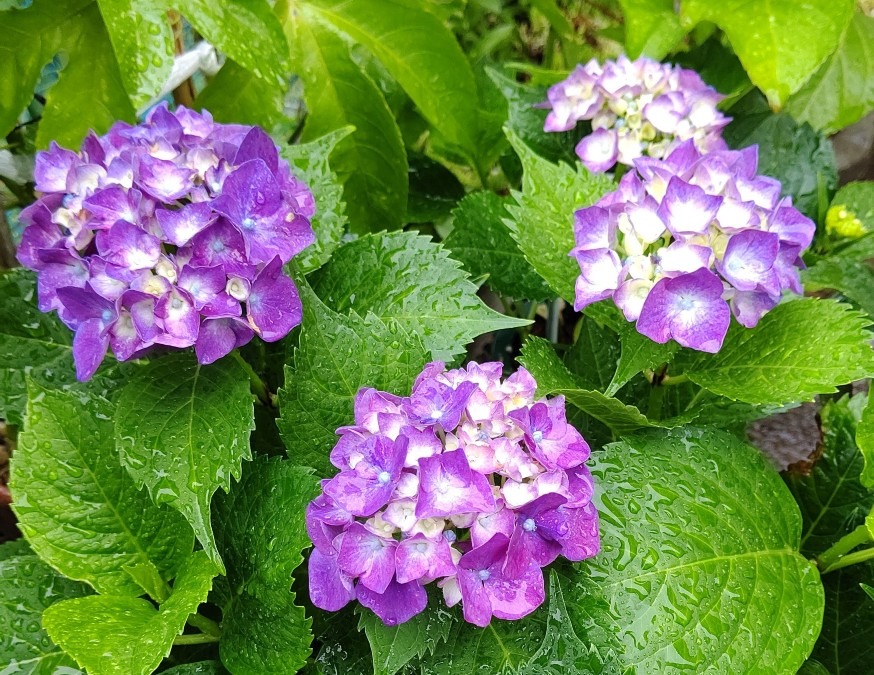 雨の紫陽花♪②