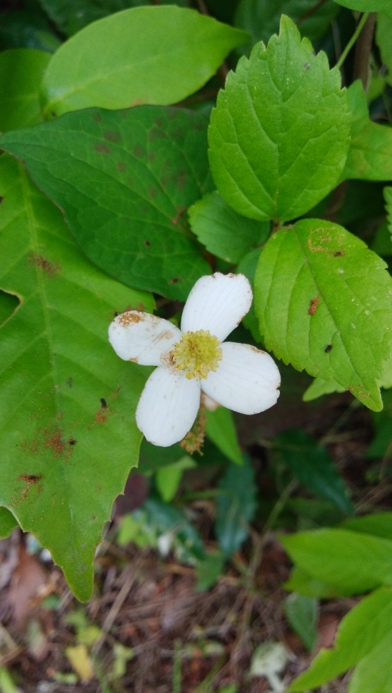 公園内の、小さな、お花！