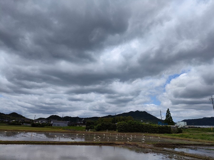 しらさぎが何羽いますか❓