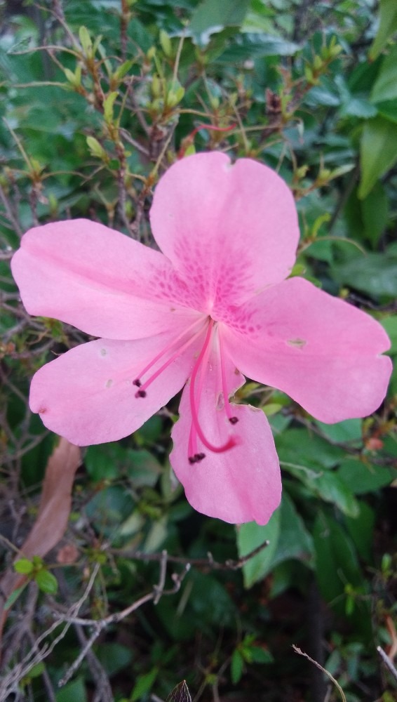 公園内の、ピンク色の、綺麗な、お花！