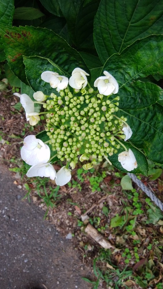 これからのお花です！