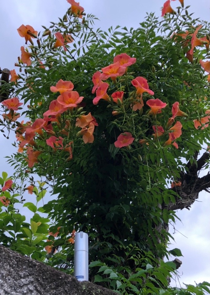 雨上がりを楽しもう🌺