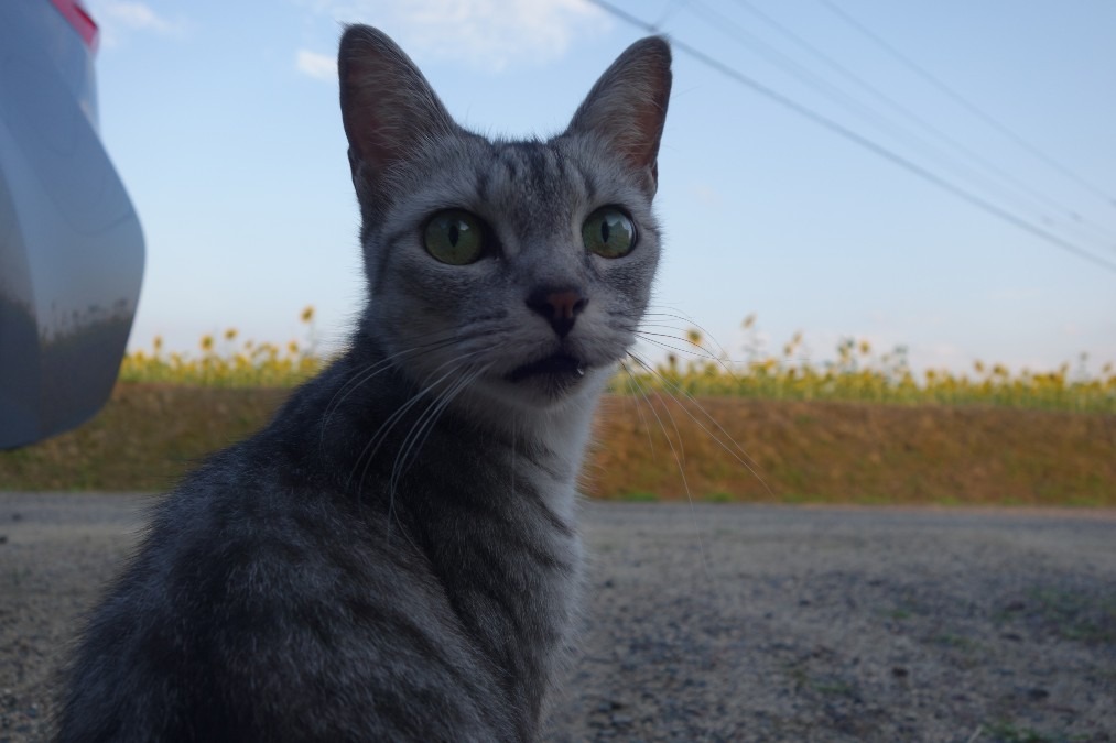 見返り美猫発見。