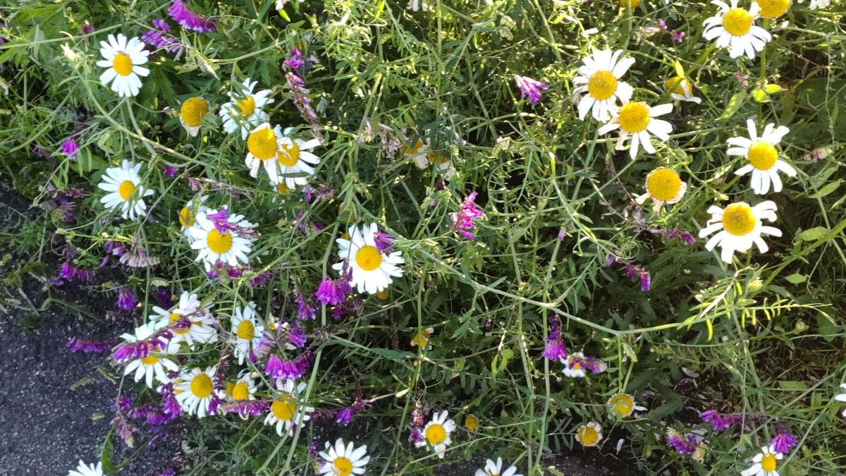 野の花