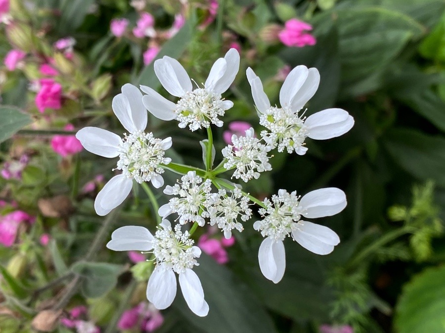 花🌸