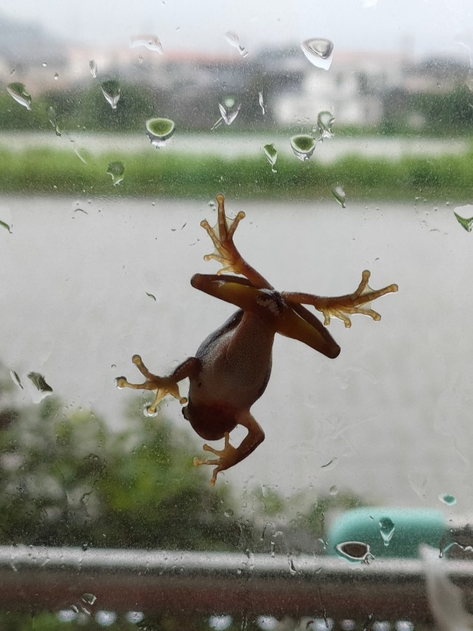 今日は夏至、クイズです