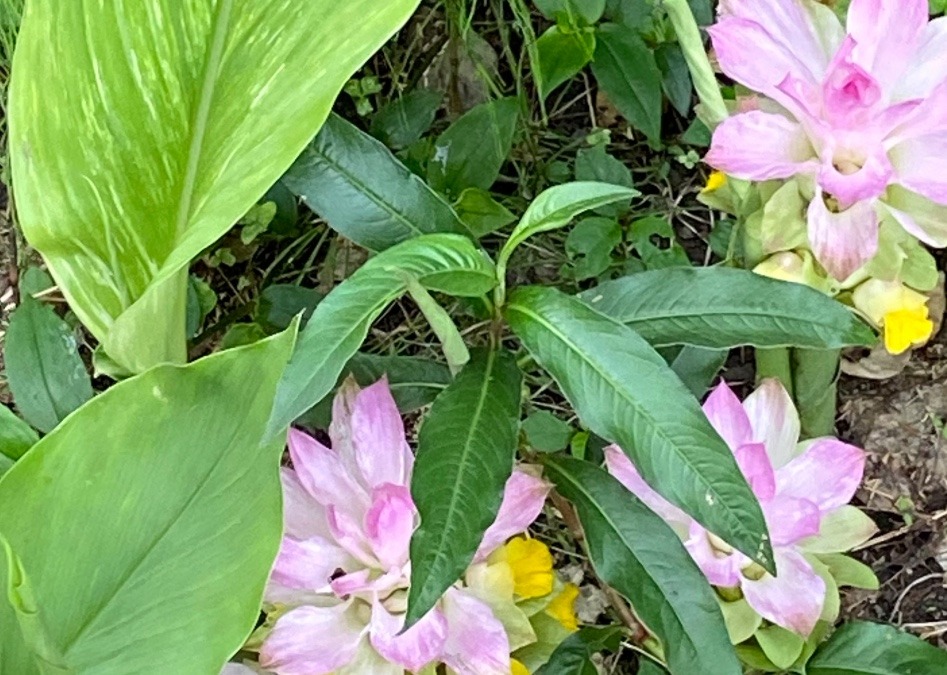 春ウコンの花