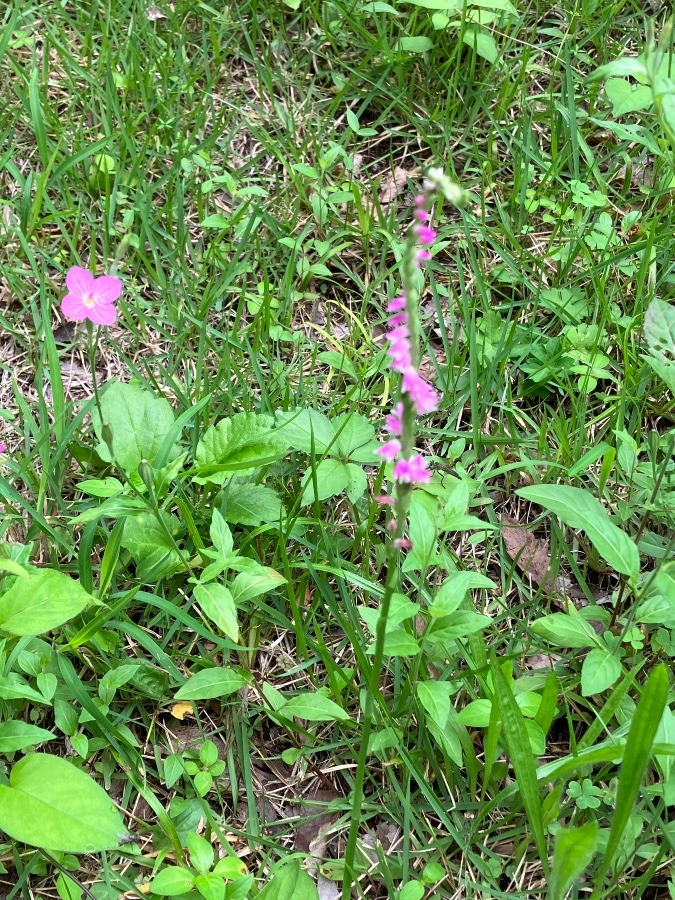 ねじ花の丘