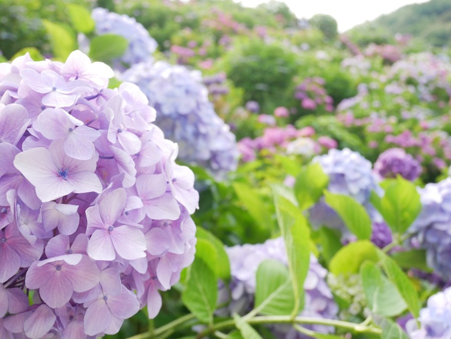 紫陽花の季節